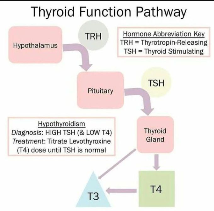 Thyroid function pathway