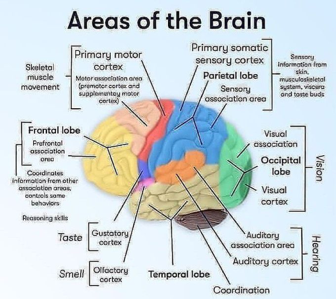 Areas of Brain - MEDizzy