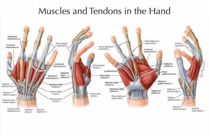 Muscles and Tendons in the Hand