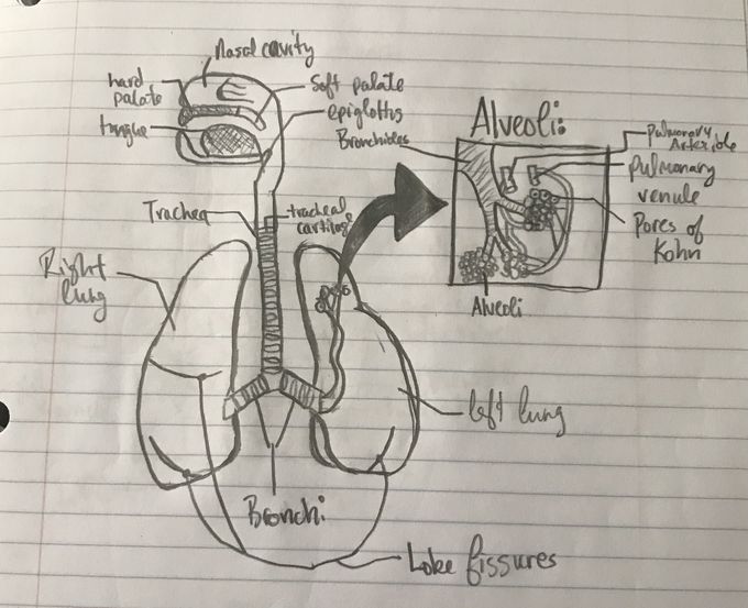Respiratory System
