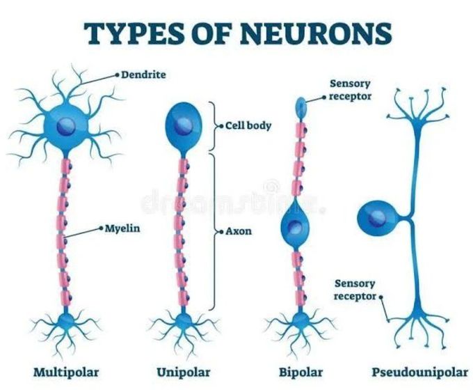 Types of Neurons