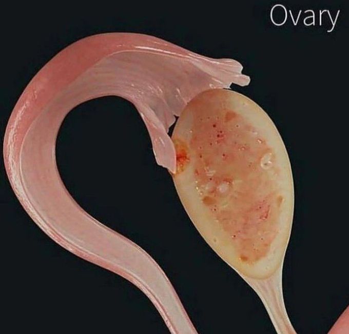 The Ovary