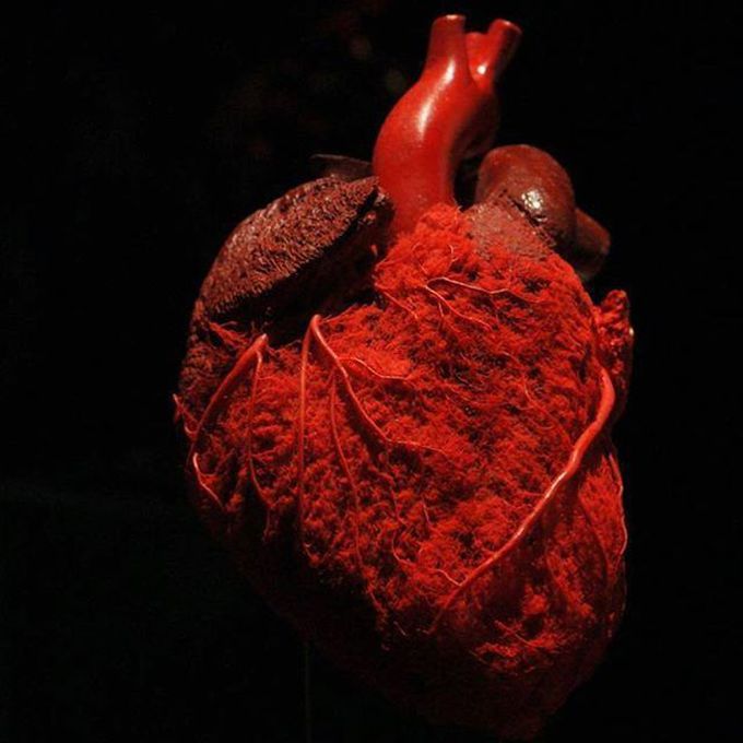 Heart vasculature
