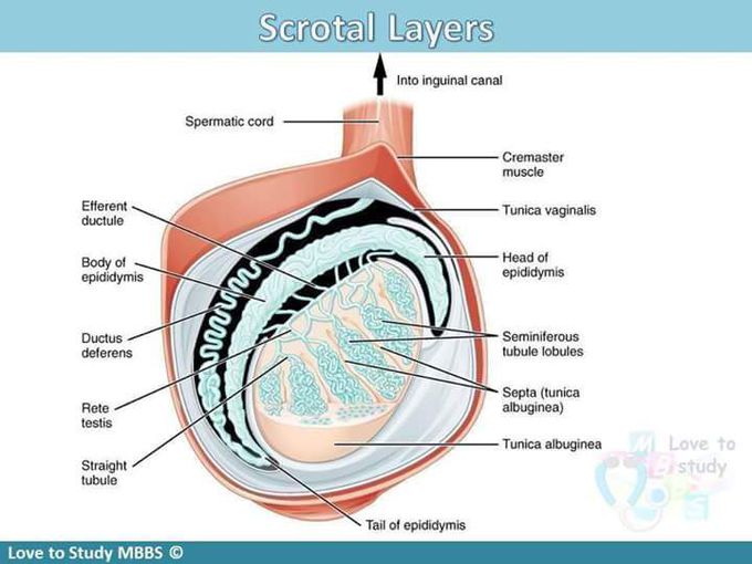 Scrotal layer