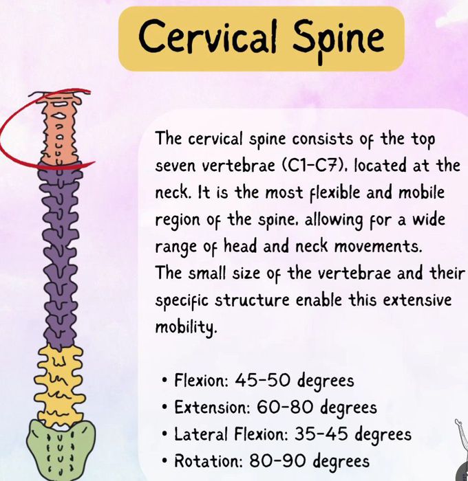 Parts of Spine II