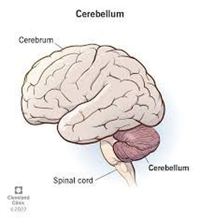 Cerebellum