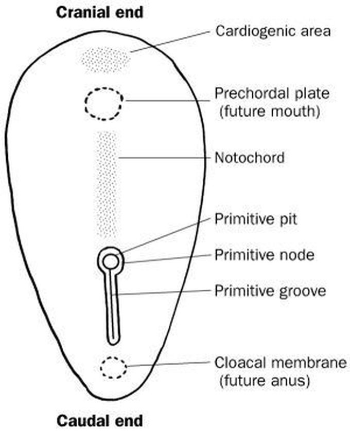 Embryonic Period (3-8 weeks)