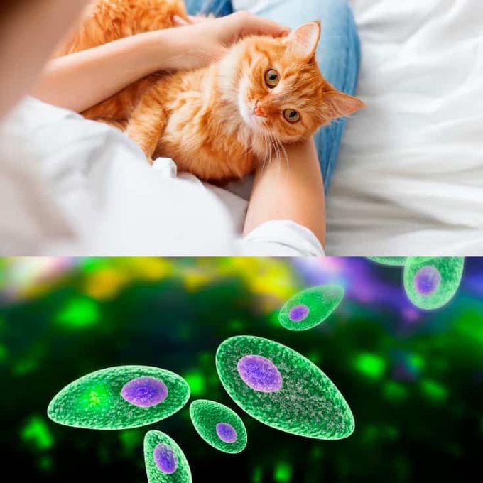 Toxoplasmosis 
is an infection caused by a single-celled parasite called Toxoplasma gondii . the parasite is found throughout the world.  

Infection usually occurs:
1 .after eating meat contaminated with the parasite undercooked.
2 .exposure to the parasite through the feces of a cat carrying it.
3 .transmitted from mother to child  by placenta during pregnancy.                                                 SIGNS AND SYMPTOMS 

Most people infected with toxoplasmosis do not have any symptoms. They often don't know they're infected.

Some people have flu-like symptoms, including:

1Fever.
2Swollen lymph nodes that may last for weeks.
3Headache.
4Muscle aches.
5Skin rash