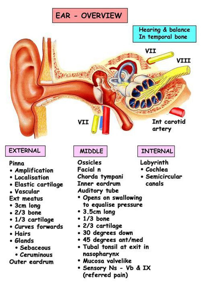 Ear  Anatomy