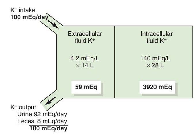 Potassium distribution