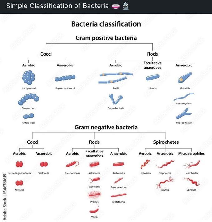 Classification of Bacteria - MEDizzy