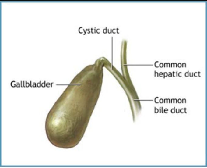 Can anyone please explain how bile flows from the hepatic duct into the gallbladder when there is an acute angle between the hepatic and the cystic duct.