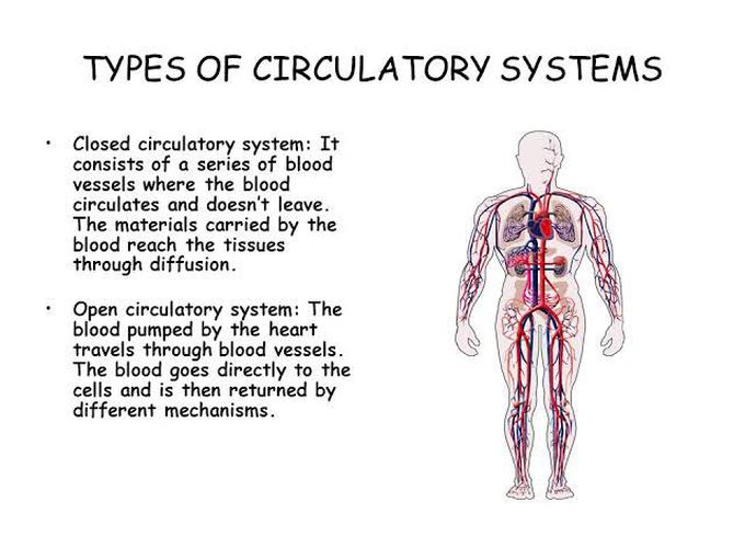 Types of circulatory systems