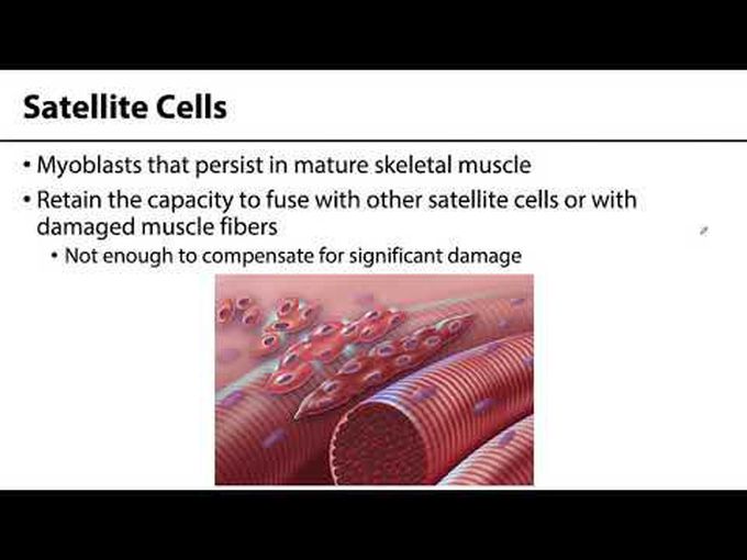 Muscle tissue - Skeletal System