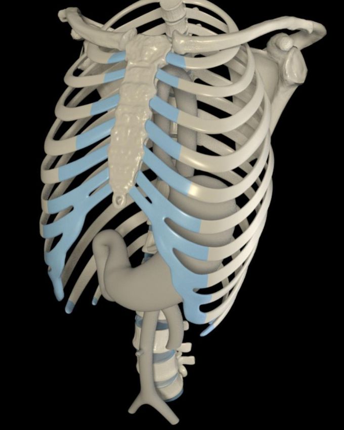 Thoracic cage is made of the ribs and the thoracic vertebrae