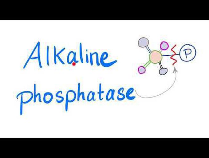 Alkaline Phosphatase