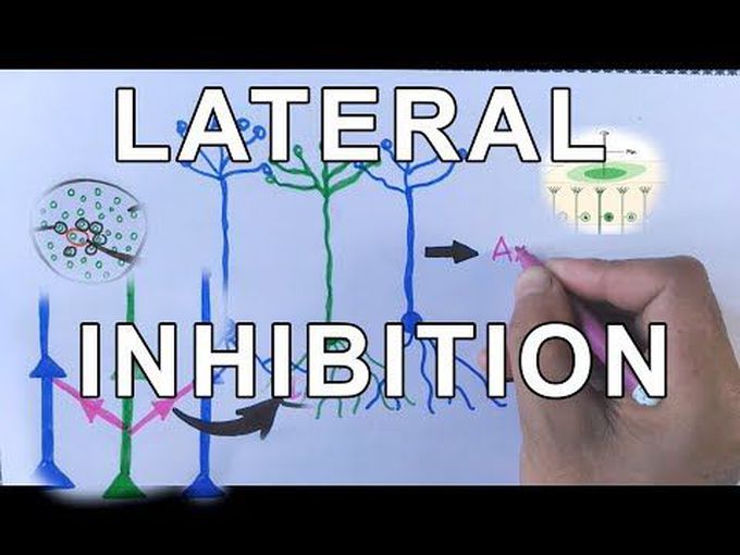 Lateral Inhibition