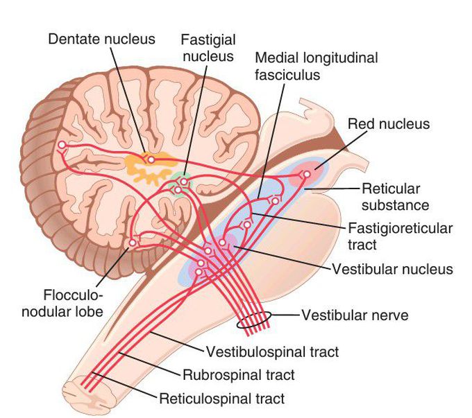 Vestibular nerves