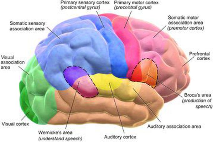 Brain