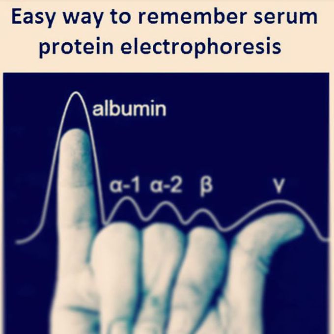 Serum protein electrophoresis (SPEP)