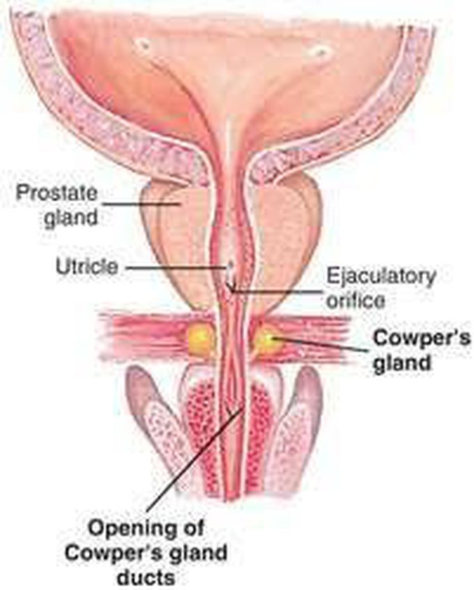 Cowper's Gland (Bulbourethral Gland) of the Prostate