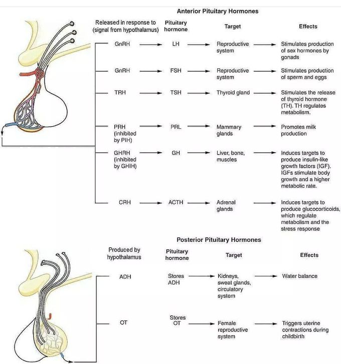 Pituitary Gland