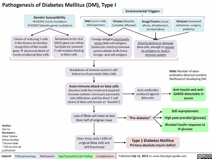 Pathogenesis of DM type 1