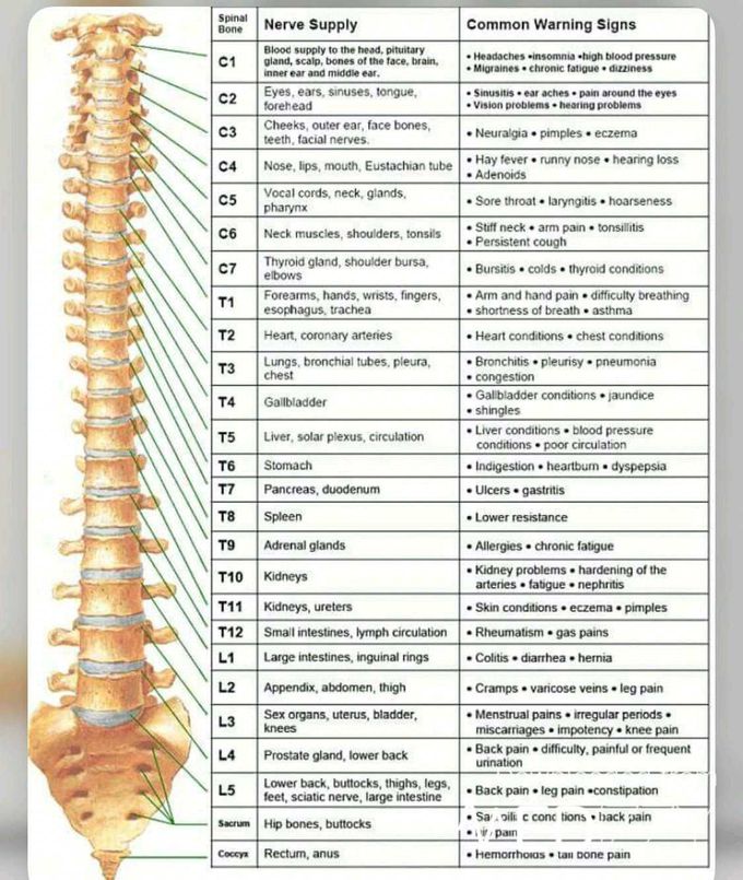 Nerve supply