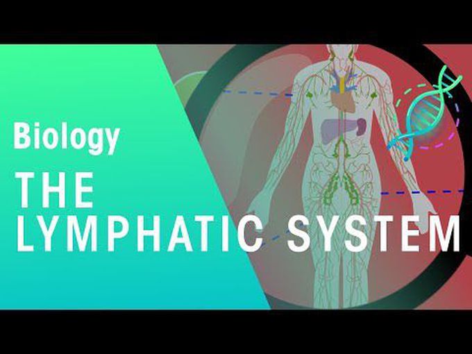 Lymphatic System: Introduction
