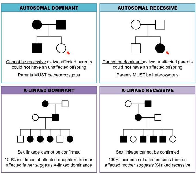 Pedigree Chart