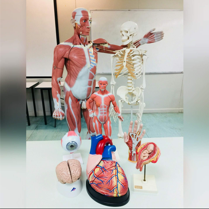 Anatomy
