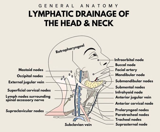 Lymphatic Drainage of Head and Neck