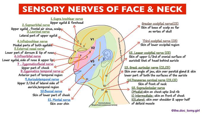 Nerve supply of face (sensory) | Anatomy