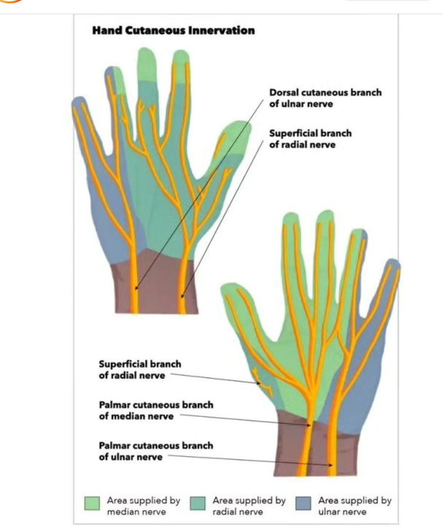 Hand Innervation - MEDizzy