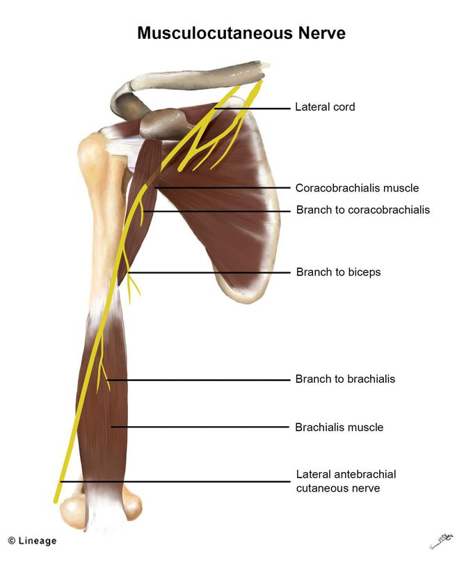 Musculocutaneous nerve