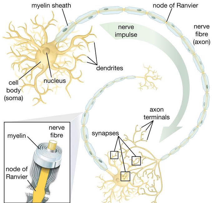 Schwann cell