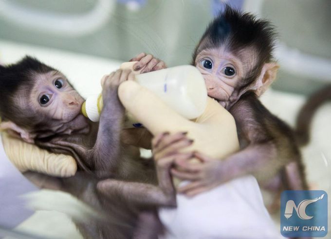 What do you think about cloned monkeys ( Zhong Zhong & Hua Hua ) created in chinese laboratory?
