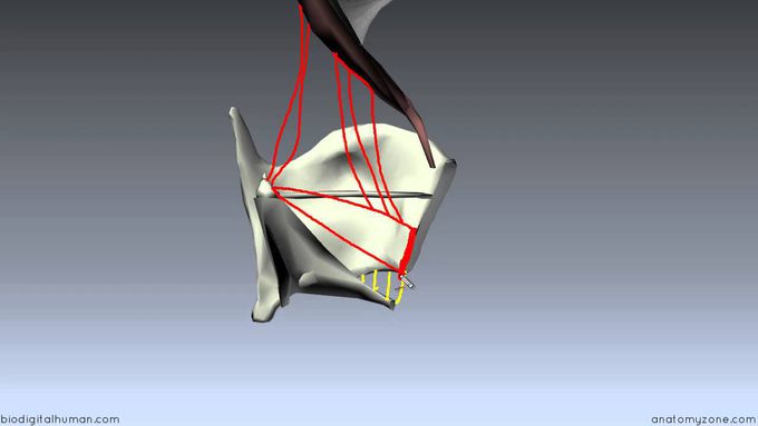 Anatomy of the Laryngeal muscles: Part 2