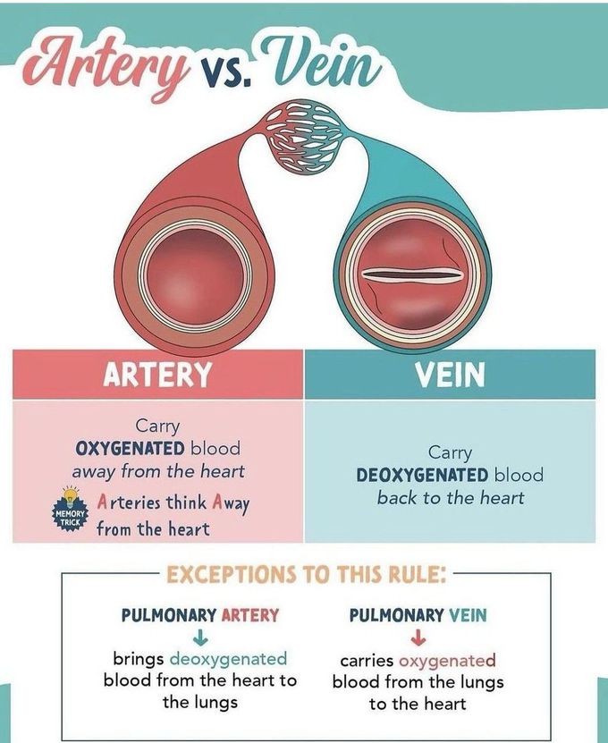 Artery Vs Vein