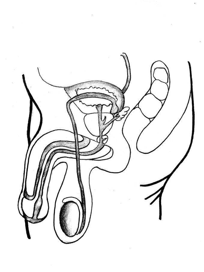 Man reproductive tract