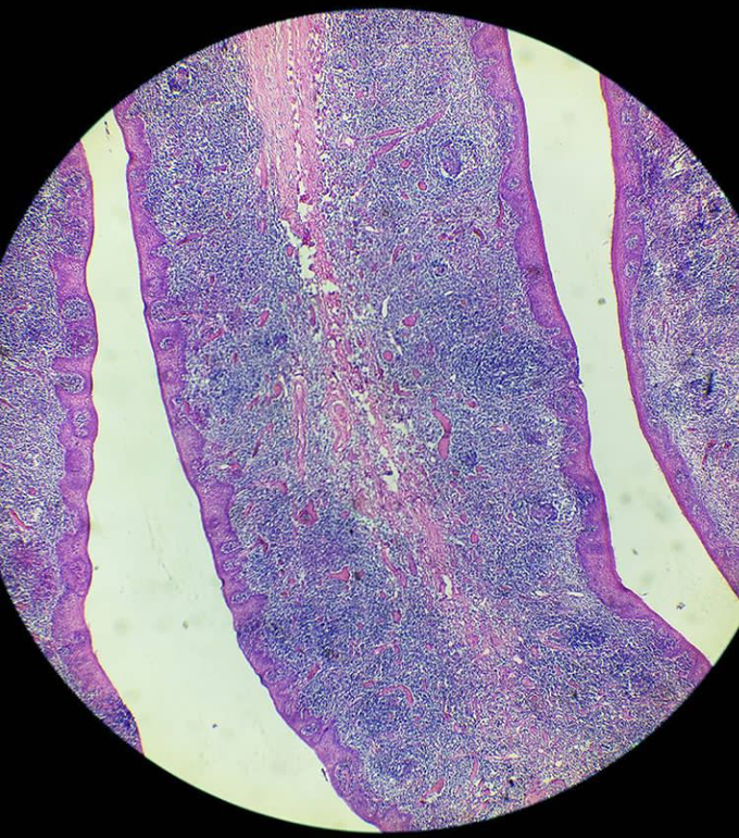 Histology 💙