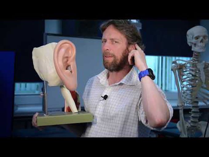 Anatomy of the External ear