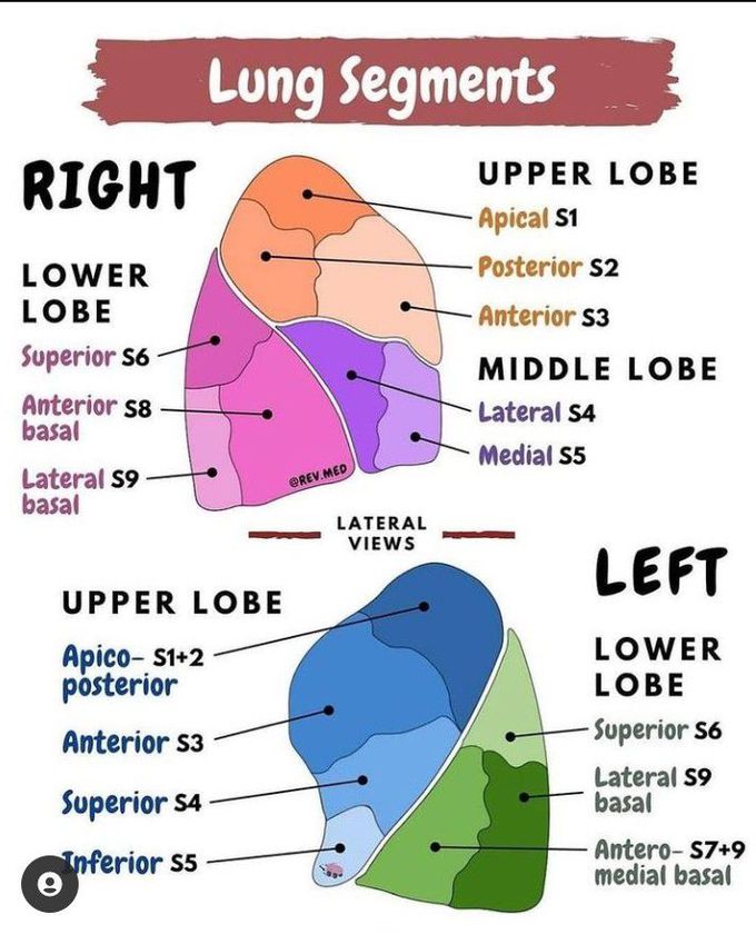 Lung segment - MEDizzy