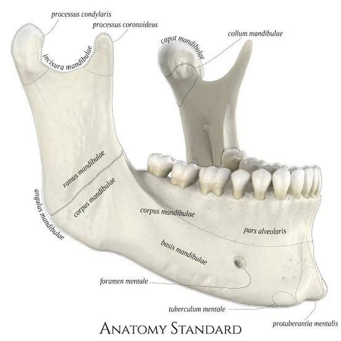 Anatomy of mandible - MEDizzy