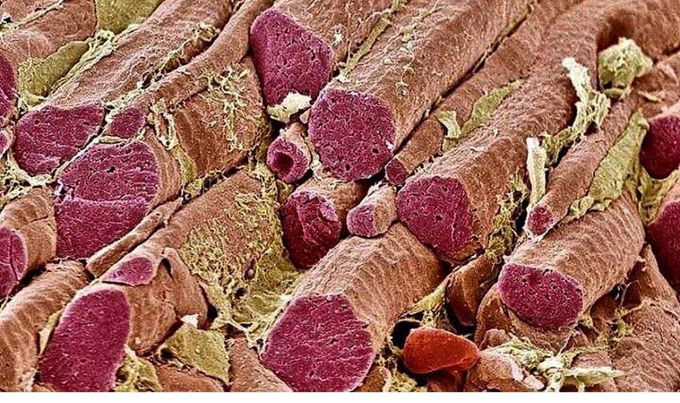 Skeletal Muscle Fibres