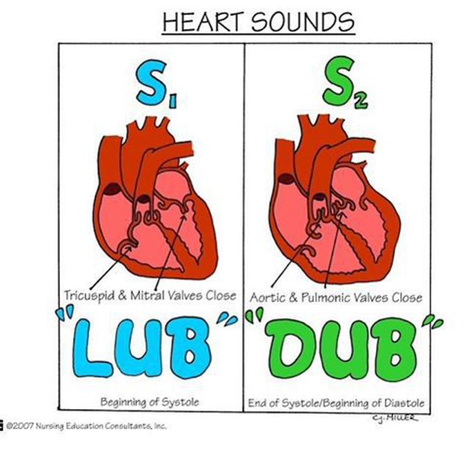 Heart sounds