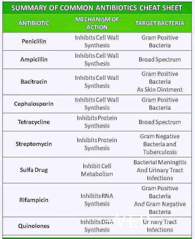 Common Antibiotics