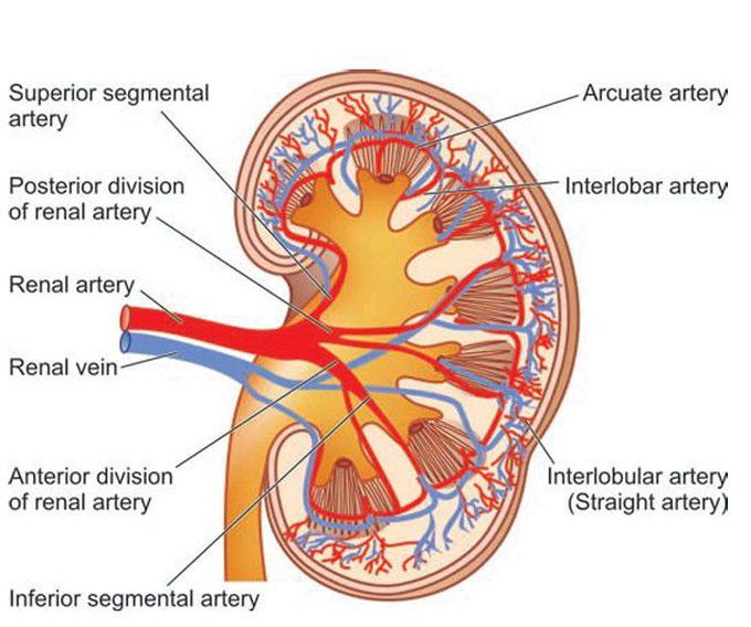 Kidney