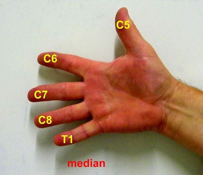 Median nerve