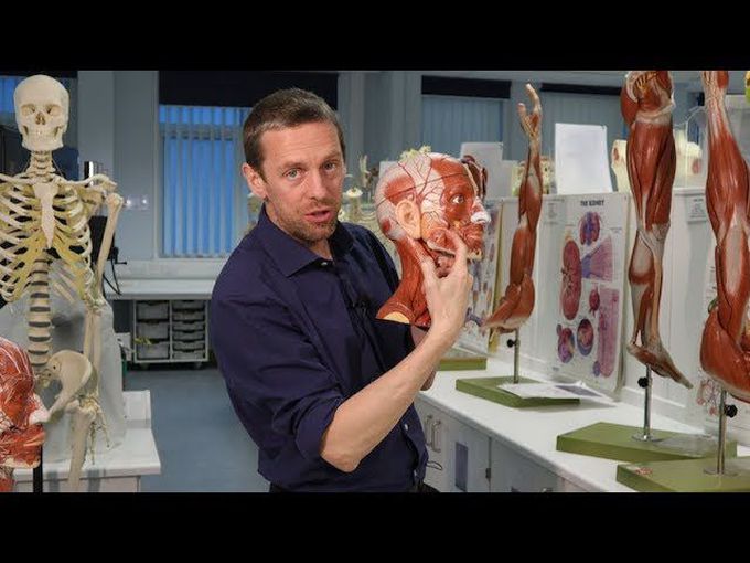 Anatomy of the salivary glands